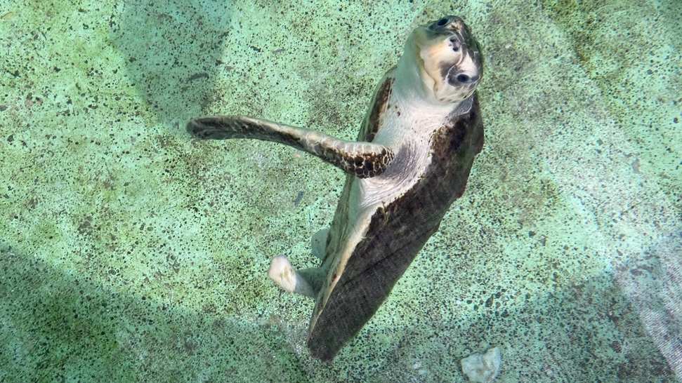 Help Biscuit Fly to Dubai