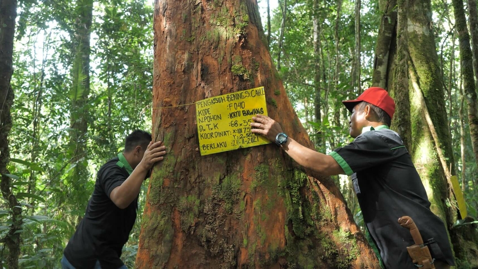 Support us in Protecting Our Forests