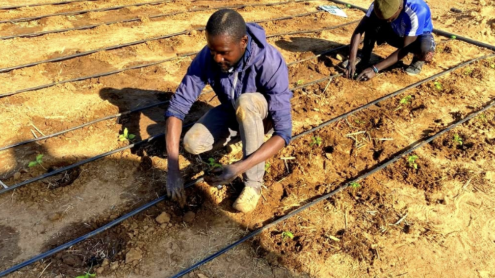 Let's Build Together a Network of Agro-ecological Gardens in Guidimakha