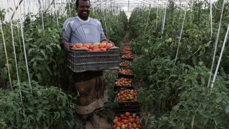 Empower Yemeni Farmers