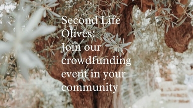 The Second Life Olives: From Construction Sites to Green Oasis