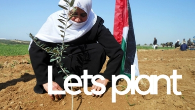Help us plant 1000 olive trees in Gaza