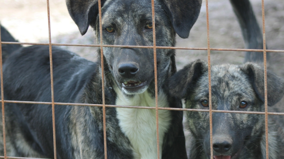 Rescue Our Shelter And Help Us Move Homes