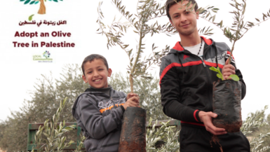 Adopt an Olive Tree in Palestine